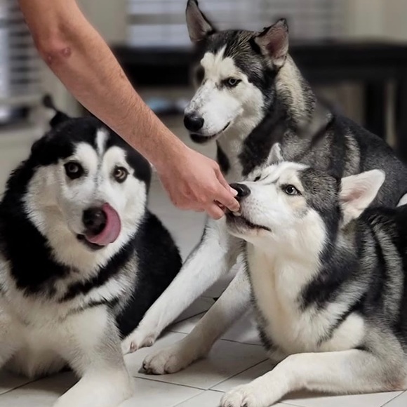 threehuskeys